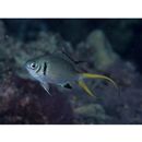 Chromis xanthura (Bleeker, 1854)