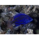 Chrysiptera springeri (Allen, 1976)