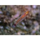 Trimma nasa Winterbottom, 2005