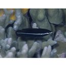 Labrichthys unilineatus (Guichenot, 1847)