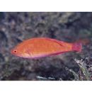 Paracheilinus lineopunctatus Randall et Lubbock, 1981