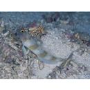 Amblyeleotris melanocephala Aonuma, Iwata et Yoshino, 2000