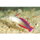 Nemateleotris decora Randall et Allen, 1973