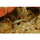 Tryssogobius sarah Allen et Erdmann, 2012