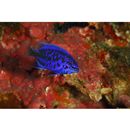 Chrysiptera springeri (Allen, 1976)