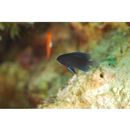 Pomacentrus brachialis Cuvier, 1830