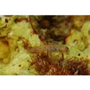 Eviota rubrisparsa Greenfield et Randall, 2010