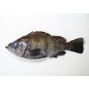 Sebastes ventricosus Temminck et Schlegel, 1843