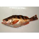 Sebastes joyneri Gunther, 1878