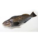 Hexagrammos otakii Jordan et Starks, 1895