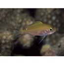 Chromis fumea (Tanaka, 1917)