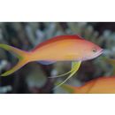 Pseudanthias dispar (Herre, 1955)