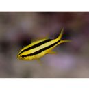 Neoglyphidodon nigroris (Cuvier, 1830)