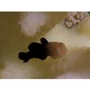 Paragobiodon echinocephalus (Ruppell, 1830)