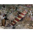 Amblyeleotris wheeleri (Polunin et Lubbock, 1977)