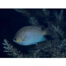Chromis alpha Randall, 1987