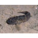 Cristatogobius lophius Herre, 1927