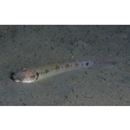 Oxyurichthys papuensis (Valenciennes, 1837)