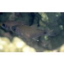 Taeniamia macroptera (Cuvier, 1828)