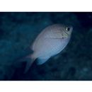 Chromis alpha Randall, 1987