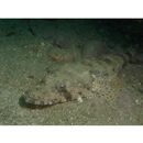 Inegocia ochiaii Imamura, 2010