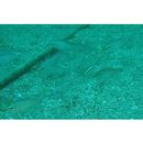 Ostorhinchus notatus (Houttuyn, 1782)