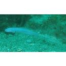 Ptereleotris hanae (Jordan et Snyder, 1901)