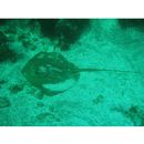 Dasyatis akajei (Muller et Henle, 1841)