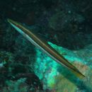 Cheilio inermis (Forsskal, 1775)