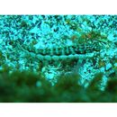 Parapercis kamoharai Schultz, 1966