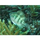 Amblyglyphidodon curacao (Bloch, 1787)
