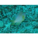 Pomacentrus amboinensis Bleeker, 1868