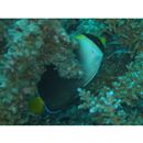 Chaetodontoplus mesoleucus (Bloch, 1787)