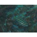 Cheilodipterus quinquelineatus Cuvier, 1828