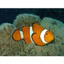 Amphiprion ocellaris Cuvier, 1830