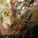 Corythoichthys amplexus Dawson et Randall, 1975