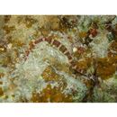 Corythoichthys amplexus Dawson et Randall, 1975