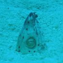 Pisodonophis zophistius Jordan et Snyder, 1901