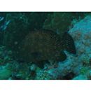 Cephalopholis sonnerati (Valenciennes, 1828)