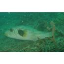 Arothron manilensis (Proce, 1822)