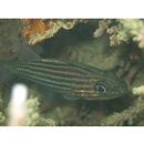 カスミヤライイシモチ