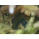 Pterosynchiropus splendidus (Herre, 1927)