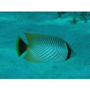 Chaetodon trifascialis Quoy et Gaimard, 1825