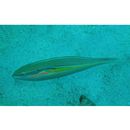 Stethojulis strigiventer (Bennett, 1832)