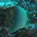 Chaetodon baronessa Cuvier, 1829