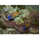 Chrysiptera rex (Snyder, 1909)