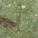 Fusigobius signipinnis Hoese et Obika, 1988