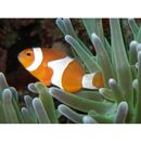 Amphiprion ocellaris Cuvier, 1830