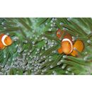 Amphiprion ocellaris Cuvier, 1830