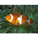 Amphiprion ocellaris Cuvier, 1830